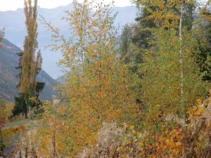 automne