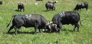 Dolly affronte Miracle