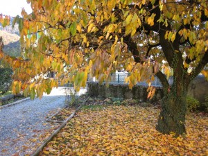 le cerisier dans le jardin, 14 novembre.