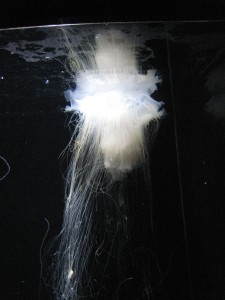 Kamo Aquarium, Japon